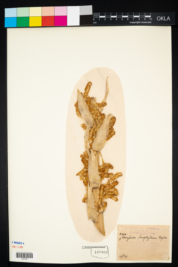 Dasylirion leiophyllum image