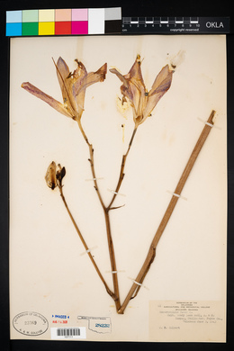 Hemerocallis fulva image