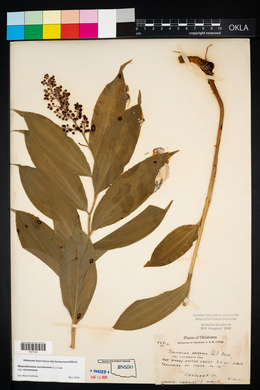 Maianthemum racemosum subsp. racemosum image