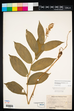 Maianthemum racemosum subsp. racemosum image