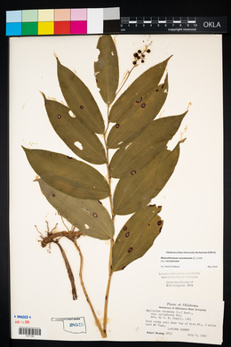 Maianthemum racemosum subsp. racemosum image