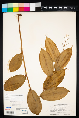 Maianthemum racemosum subsp. racemosum image