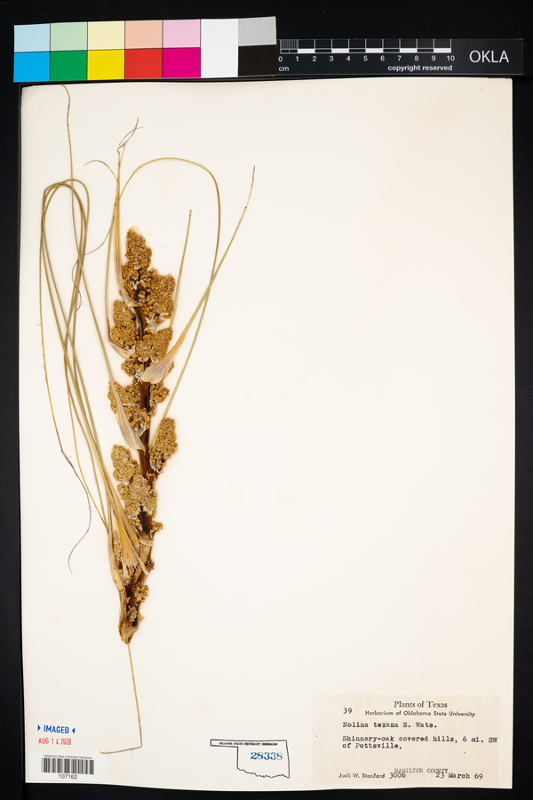 Nolina texana image
