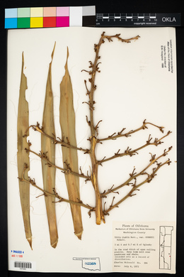 Yucca glauca image