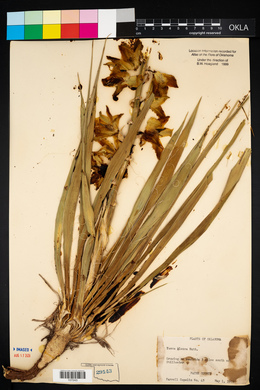 Yucca glauca image