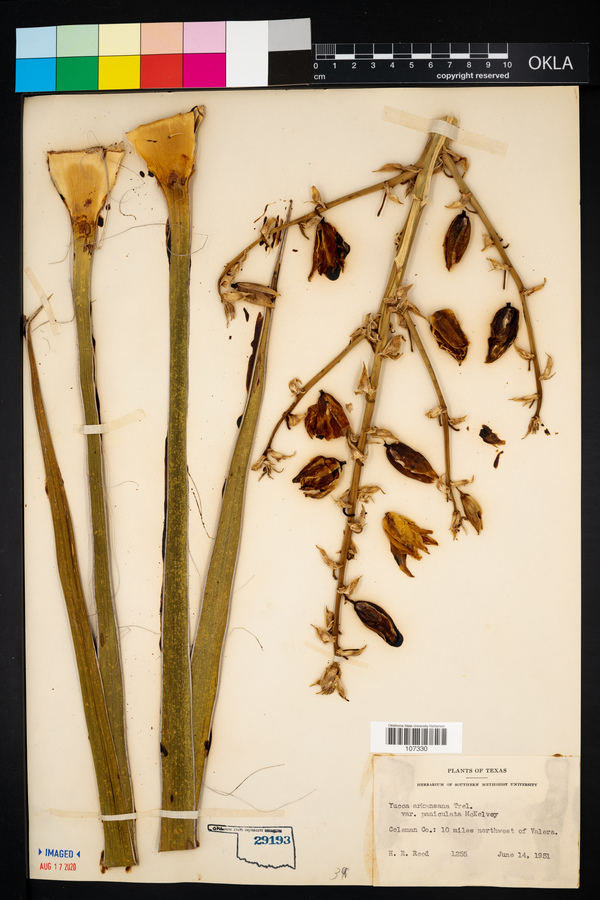 Yucca arkansana var. paniculata image