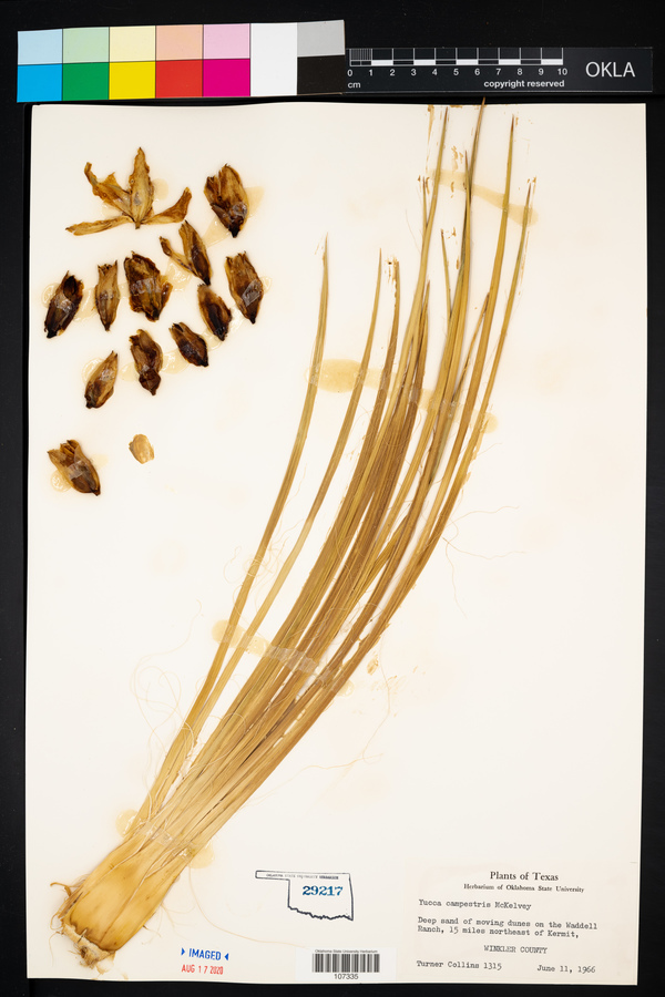 Yucca campestris image