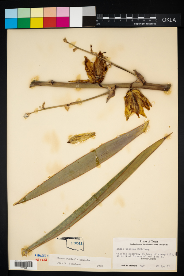 Yucca rupicola image