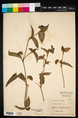 Commelina communis image