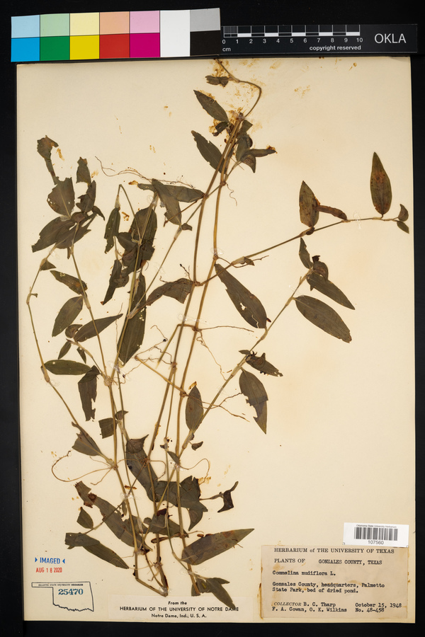 Commelina nudiflora image