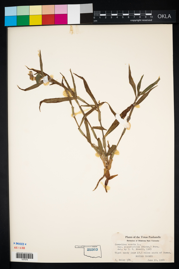 Commelina erecta var. angustifolia image