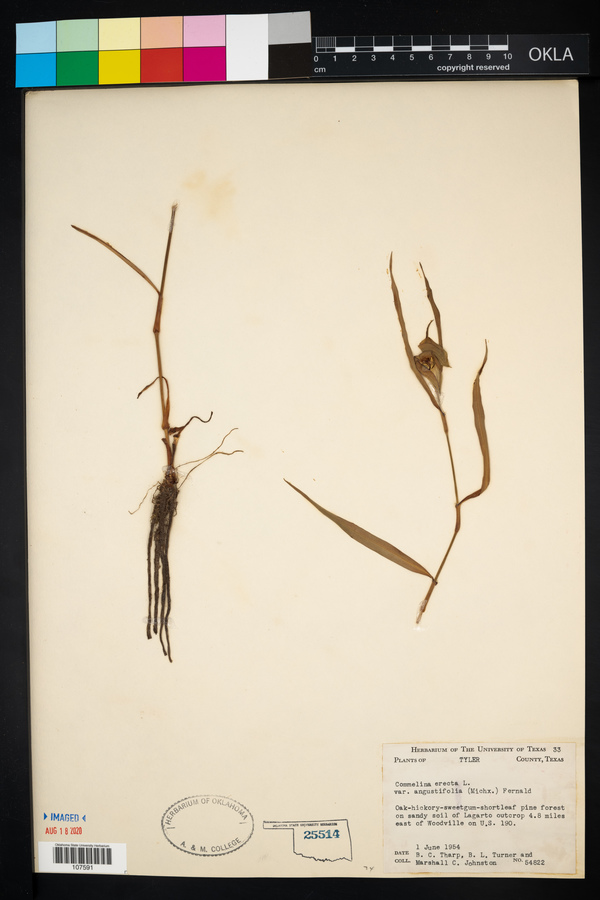 Commelina erecta var. angustifolia image