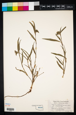 Commelina erecta var. angustifolia image