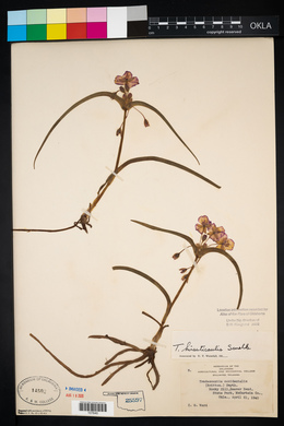 Tradescantia hirsuticaulis image