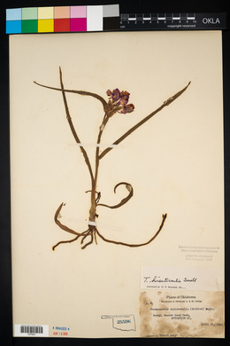 Tradescantia hirsuticaulis image