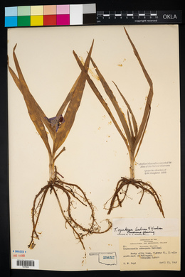 Tradescantia ozarkana image