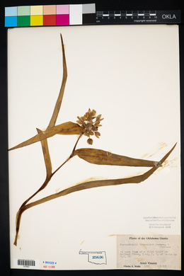 Tradescantia ernestiana image