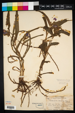 Tradescantia ernestiana image