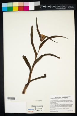 Tradescantia ernestiana image