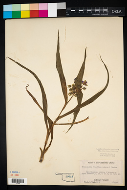 Tradescantia ernestiana image