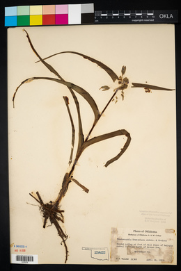 Tradescantia ernestiana image