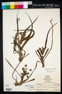 Tradescantia ernestiana image