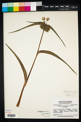 Tradescantia ernestiana image