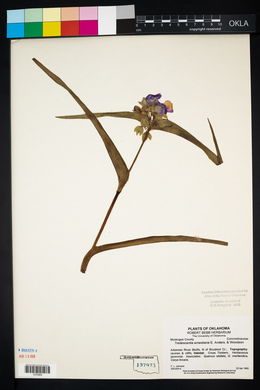 Tradescantia ernestiana image