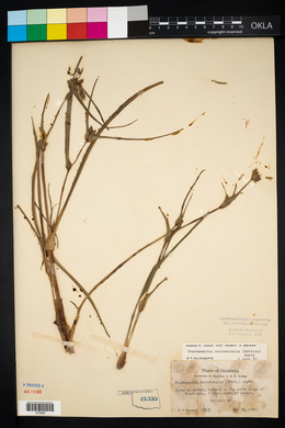 Tradescantia occidentalis image