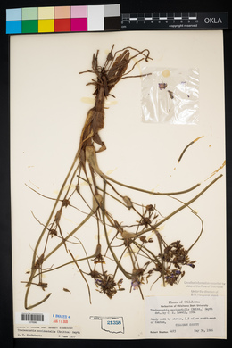 Tradescantia occidentalis image