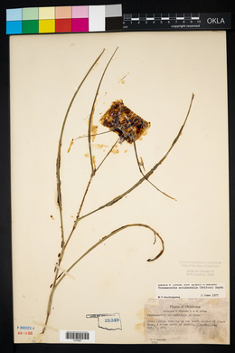 Tradescantia occidentalis image