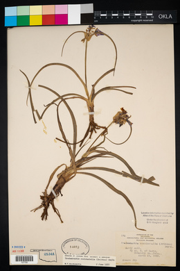 Tradescantia occidentalis image