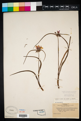 Tradescantia occidentalis image