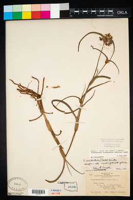 Tradescantia occidentalis image