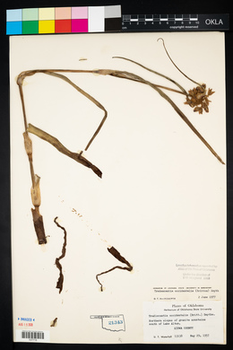 Tradescantia occidentalis image