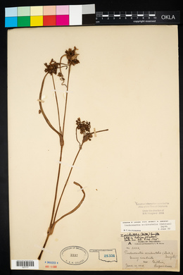 Tradescantia occidentalis image