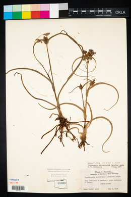 Tradescantia occidentalis image