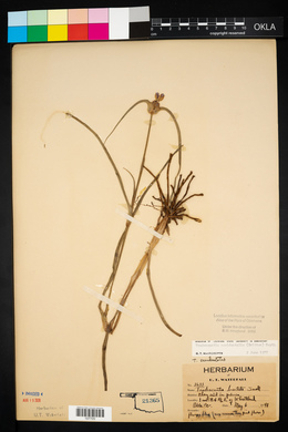 Tradescantia occidentalis image