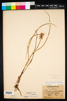 Tradescantia occidentalis image