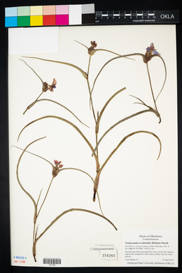 Tradescantia occidentalis image