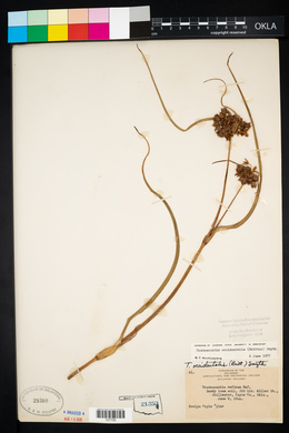 Tradescantia occidentalis image