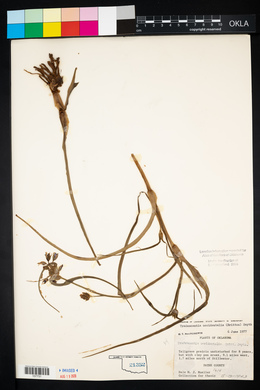 Tradescantia occidentalis image