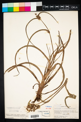 Tradescantia occidentalis image