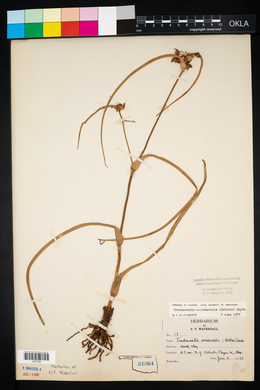 Tradescantia occidentalis image