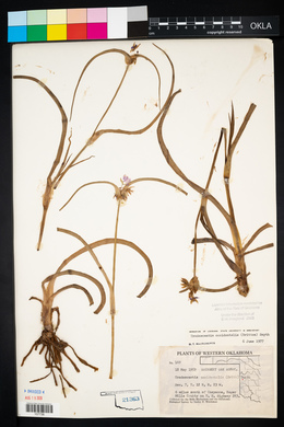 Tradescantia occidentalis image