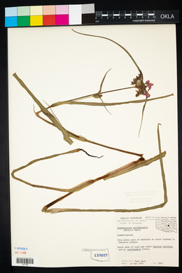 Tradescantia occidentalis image