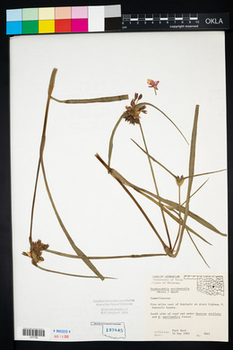 Tradescantia occidentalis image