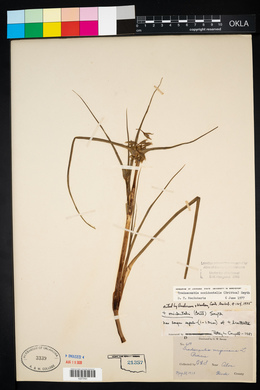 Tradescantia occidentalis image