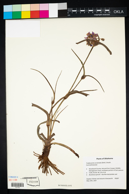 Tradescantia occidentalis image