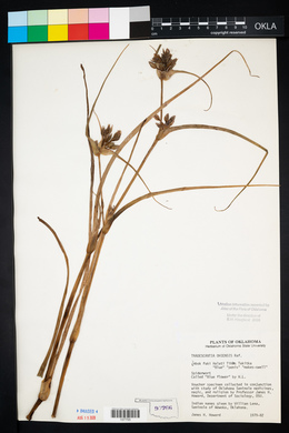 Sabatia angularis image